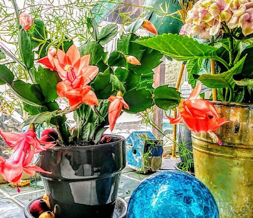 Christmas cactis in window